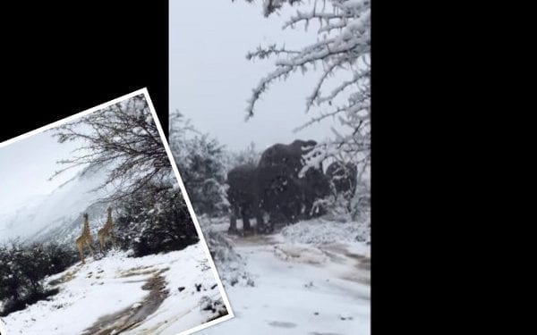 Żyrafy i słonie w śniegu? Niezwykła pogoda w Afryce zaskoczyła turystów [FOTO+WIDEO]