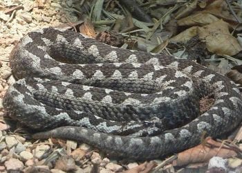 Plaga żmij w Polsce. Mogą być niebezpieczne!