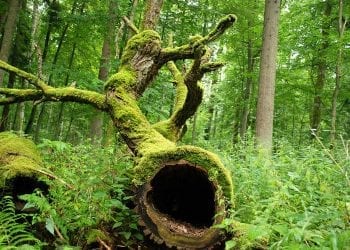 1024px-Puszcza_białowieska_fragmenty_rezerwatu_ścisłego_a12 kurhan