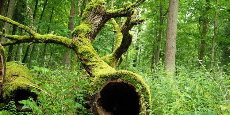 1024px-Puszcza_białowieska_fragmenty_rezerwatu_ścisłego_a12 kurhan