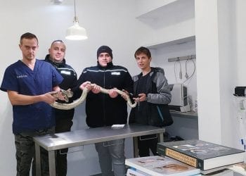 Pyton Tygrysi znaleziony pod Sulejowem! Jest ranny