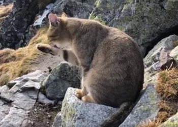 Nietypowy taternik? Kot, który wszedł na Rysy, wzbudził zachwyt internautów [WIDEO]