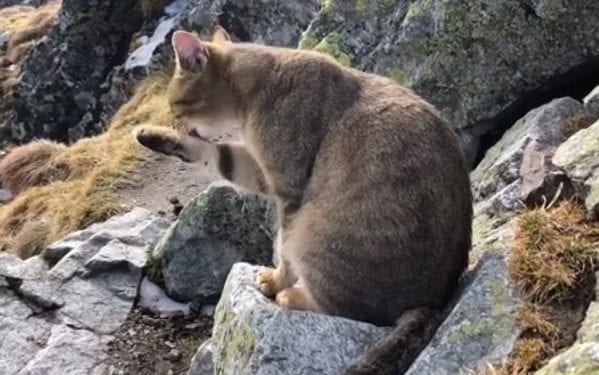 Nietypowy taternik? Kot, który wszedł na Rysy, wzbudził zachwyt internautów [WIDEO]