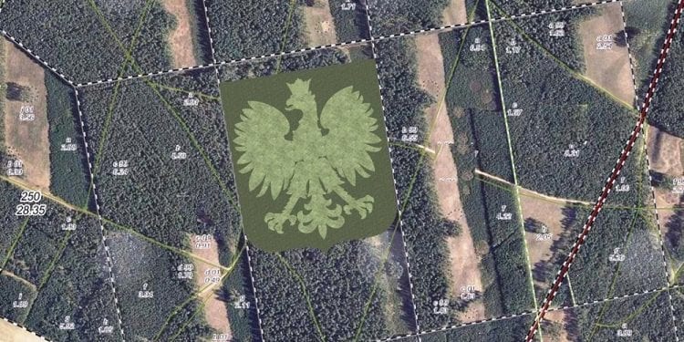 Gigantyczny orzeł utworzony ze 100 tysięcy drzew. Wspaniała inicjatywa leśników podbija internet! [FOTO]