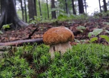 Belgia: Polacy wybrali się na grzybobranie. Grozi im gigantyczna kara!