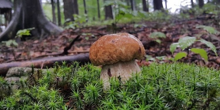 Belgia: Polacy wybrali się na grzybobranie. Grozi im gigantyczna kara!