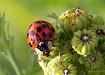 Biedronki azjatyckie masowo pojawiają się w polskich miastach. Mogą wywołać alergię lub zapalenie