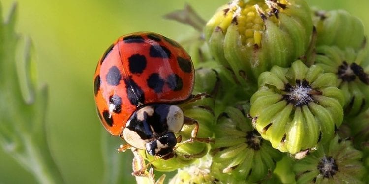 Biedronki azjatyckie masowo pojawiają się w polskich miastach. Mogą wywołać alergię lub zapalenie