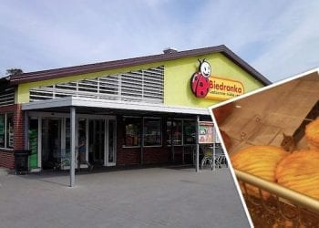 Myszy na stoisku z wypiekami w Biedronce. Sieć wydaje oświadczenie [FOTO]