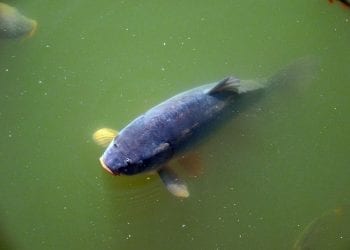 Karp na Święta będzie dużo droższy. Wszystko przez suszę