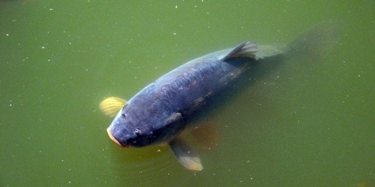 Karp na Święta będzie dużo droższy. Wszystko przez suszę