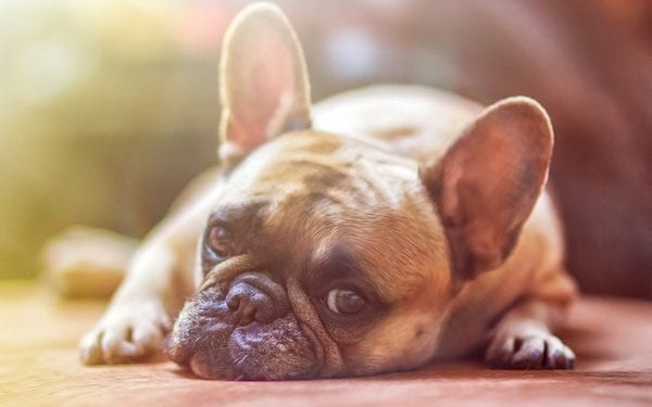 Lublin: Ktoś rozrzuca kiełbasę z trutką. Uważajcie na swoje psy!