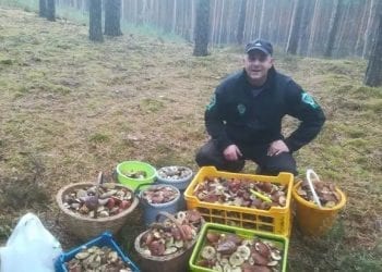 Sezon na grzyby się skończył? Bzdura! Mężczyzna wybrał się na spacer i… ledwo uniósł swoje zbiory [FOTO]