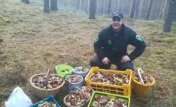 Sezon na grzyby się skończył? Bzdura! Mężczyzna wybrał się na spacer i… ledwo uniósł swoje zbiory [FOTO]