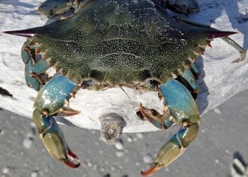 Atlantycki krab wyłowiony z polskiego jeziora. Naukowcy wyjaśniają, jak mógł się tam dostać