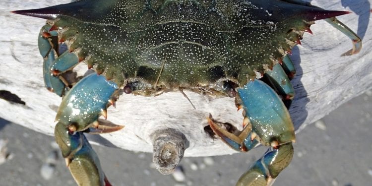 Atlantycki krab wyłowiony z polskiego jeziora. Naukowcy wyjaśniają, jak mógł się tam dostać