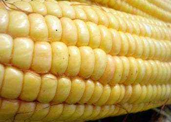 Wafle kukurydziane Good Food wycofane z rynku. Wykryto w nich aflatoksyny