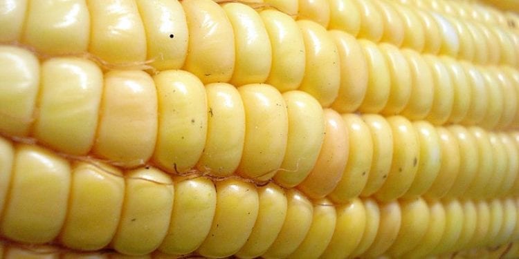 Wafle kukurydziane Good Food wycofane z rynku. Wykryto w nich aflatoksyny