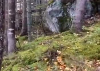 Czy las oddycha? Opublikowano nagranie niezwykłego zjawiska [WIDEO]