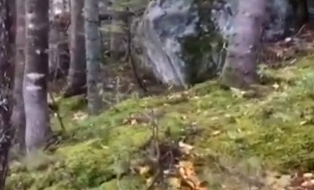 Czy las oddycha? Opublikowano nagranie niezwykłego zjawiska [WIDEO]