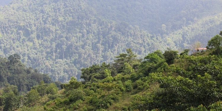 Rusza akcja adopcji drzew z lasu tropikalnego w Kolumbii