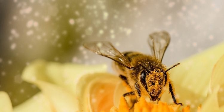 Probiotyk pomoże pszczołom? Badaczka z Lublina opracowała lekarstwo na jedną z najczęstszych chorób