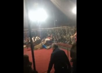 Rosja. W cyrku lwica zaatakowała dziecko. 3-letnia dziewczynka trafiła do szpitala [WIDEO]
