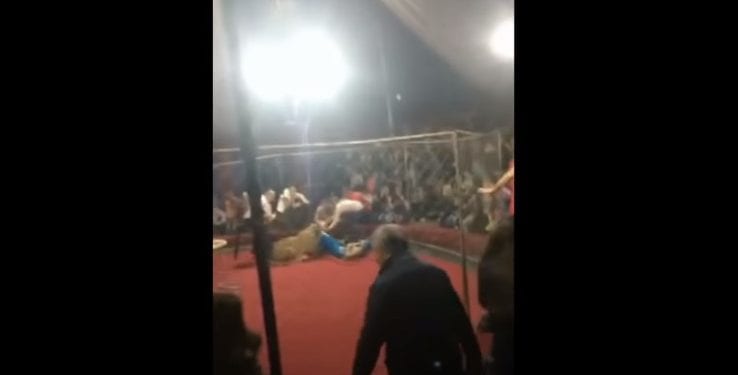 Rosja. W cyrku lwica zaatakowała dziecko. 3-letnia dziewczynka trafiła do szpitala [WIDEO]