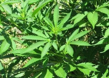 Marihuana w Kanadzie legalna od 2 dni. W sklepach już brakuje towaru, a ceny poszły w górę