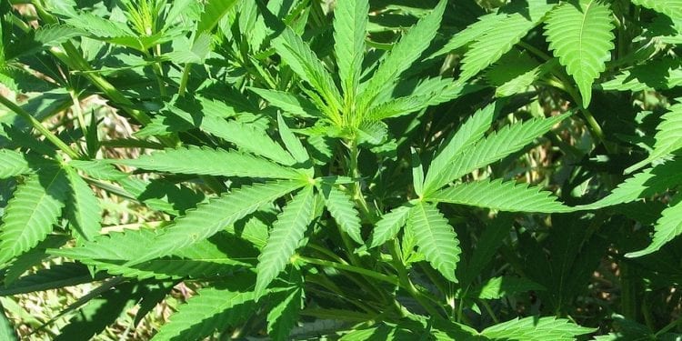 Marihuana w Kanadzie legalna od 2 dni. W sklepach już brakuje towaru, a ceny poszły w górę