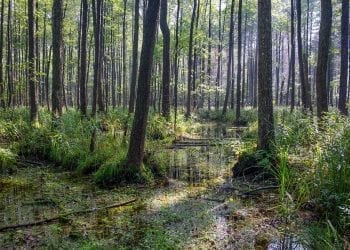 puszczy białowieksiej