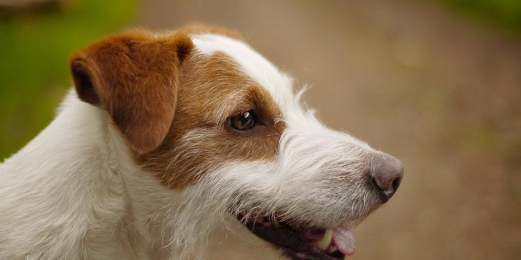 Włoska mafia wydała wyrok śmierci na psa. Policyjny terrier wywęszył 2 tony narkotyków