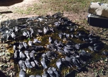 Warszawa: Ktoś otruł ptaki. Nie żyją dziesiątki kawek