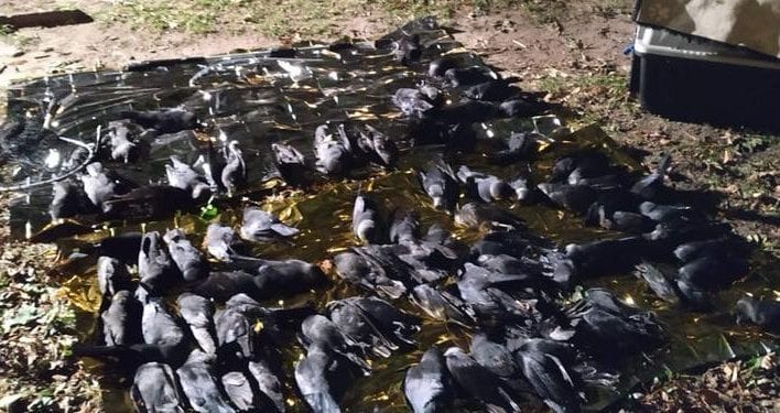 Warszawa: Ktoś otruł ptaki. Nie żyją dziesiątki kawek