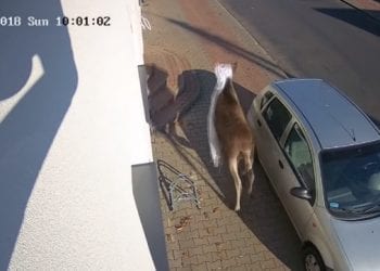 Wolborz: Do mieszkania wbiegł łoś i je zdewastował. Kobieta miała zawał [WIDEO]