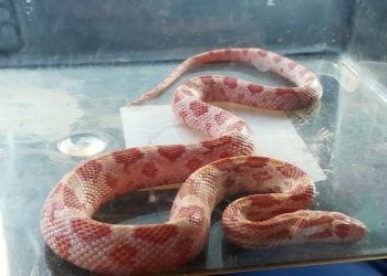 Wąż w Warszawie. Był na klatce schodowej