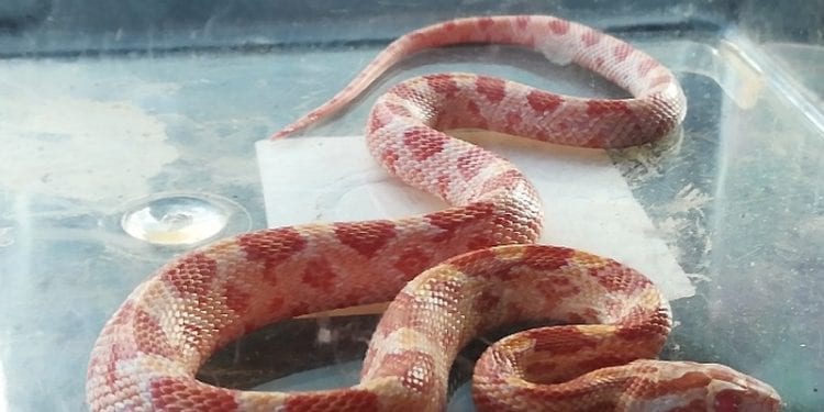 Wąż w Warszawie. Był na klatce schodowej