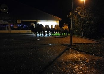 Wielbłądy pod Lidlem. Skąd się wzięły?