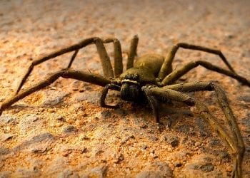 Egzotyczny pająk schwytany pod Wrocławiem. Pochodzi z Tajwanu