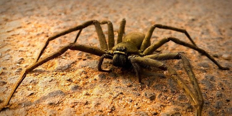 Egzotyczny pająk schwytany pod Wrocławiem. Pochodzi z Tajwanu