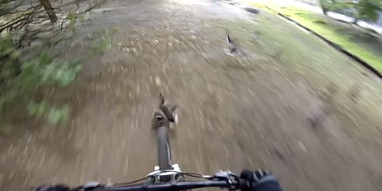 YouTuber rozjechał kaczkę rowerem. Pochwalił się tym w sieci [WIDEO]