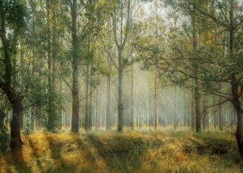 Nowatorski pomysł Polaków. Laser pomoże ocenić wzrost drzew