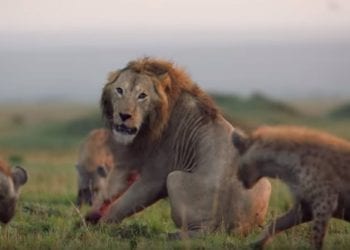 Lew walczy z hienami. Niezwykłe nagranie i finał! [WIDEO]