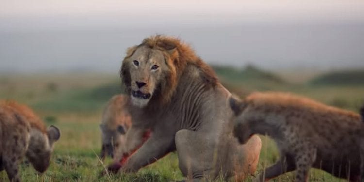 Lew walczy z hienami. Niezwykłe nagranie i finał! [WIDEO]