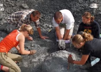 Lisowicia bojani odkryta w Polsce! Świat zachwycony