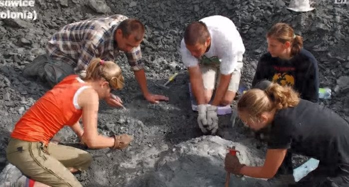 Lisowicia bojani odkryta w Polsce! Świat zachwycony