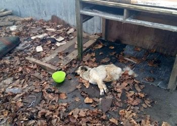 Właścicielka zagłodziła psa na śmierć. Zwierzę konało przez kilka tygodni [FOTO]