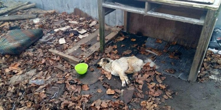 Właścicielka zagłodziła psa na śmierć. Zwierzę konało przez kilka tygodni [FOTO]