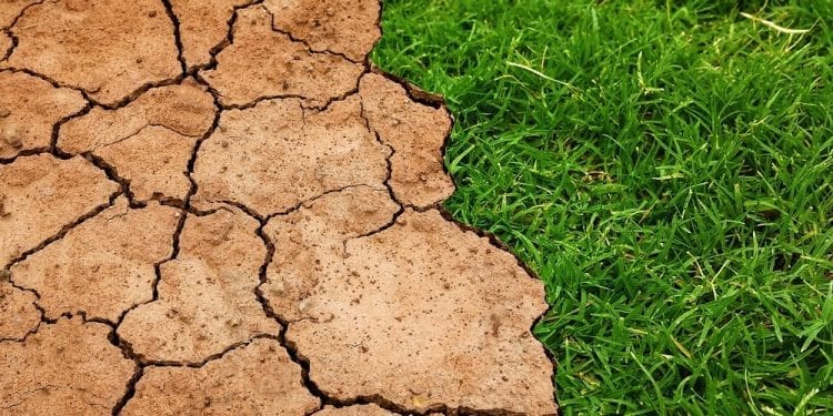 Zmiany klimatu mają bezpośredni wpływ na nasze zdrowie. Ekspert ujawnia szczegóły