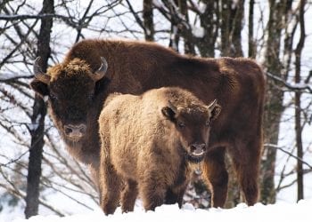 żubry zimowanie